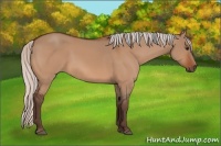 Horse Color:Silver Bay Dun 