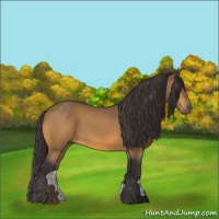 Horse Color:Buckskin 