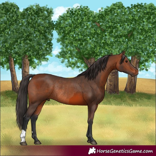 Horse Color:Bay Rabicano  and Bay Rabicano 