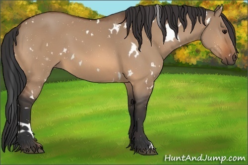 Horse Color:White Spotted Bay Dun