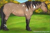 Horse Color:White Spotted Bay Dun