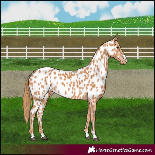 Horse Color:Chestnut Appaloosa 