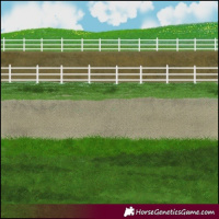 Horse Color:Chestnut Appaloosa 