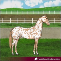 Horse Color:Chestnut Appaloosa 
