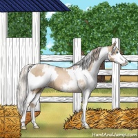 Horse Color:Chocolate Palomino Pearl Sabino Appaloosa Rabicano  and Chocolate Palomino Pearl Dun Sabino Appaloosa Rabicano 