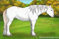 Horse Color:White Spotted Gold Champagne Splash 