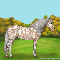 Horse Color:Silver Bay Dun Appaloosa 