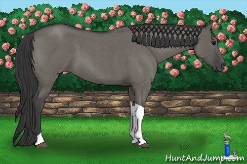 Horse Color:Grullo Roan Tobiano 