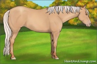 Horse Color:Silver Classic Champagne 