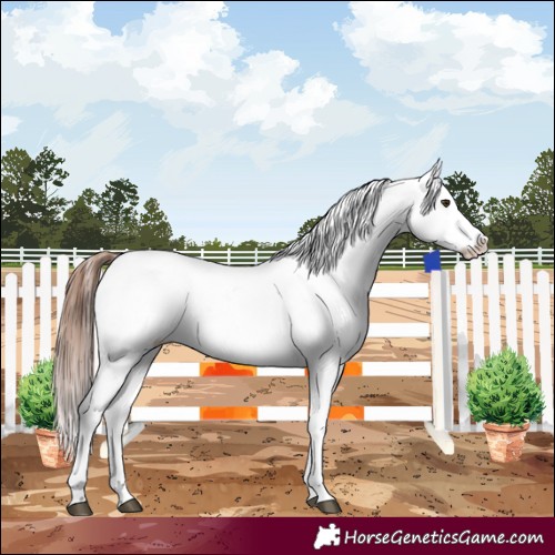 Horse Color:Chestnut Appaloosa 