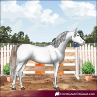 Horse Color:Chestnut Blanket 
