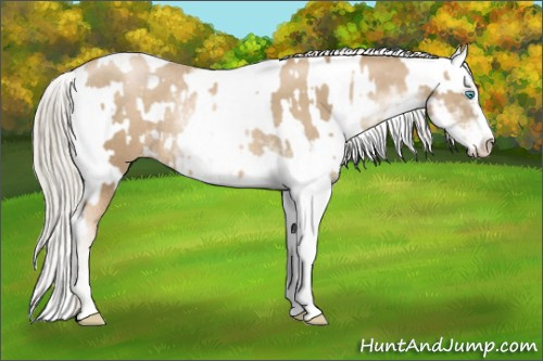 Horse Color:Chocolate Palomino Pearl Sabino Appaloosa Rabicano  and Chocolate Palomino Pearl Sabino Appaloosa Rabicano 