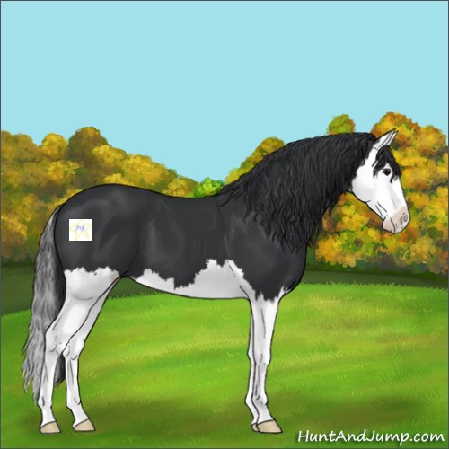 Horse Color:Black Splash 