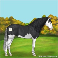 Horse Color:Black Splash
