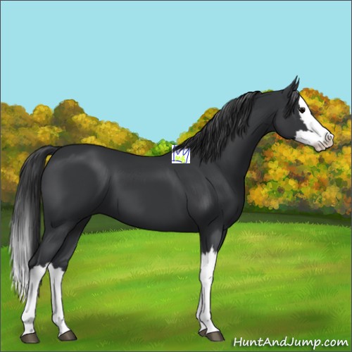 Horse Color:Black Splash