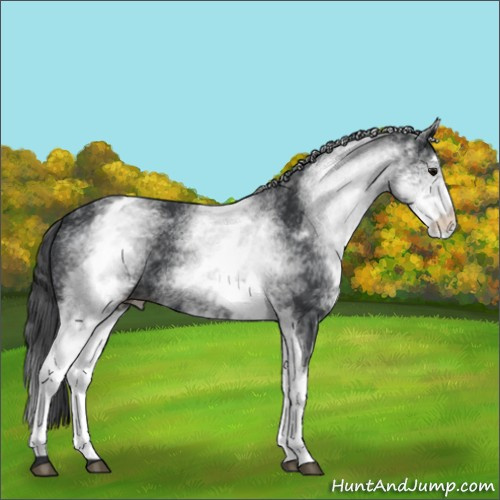 Horse Color:White Spotted Black 