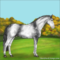 Horse Color:White Spotted Black