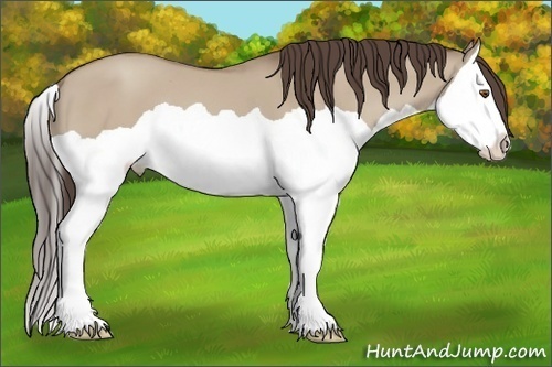 Horse Color:Classic Champagne Dun Splash