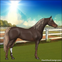Horse Color:Liver Chestnut Rabicano