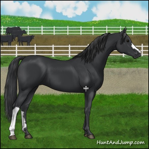 Horse Color:Black 