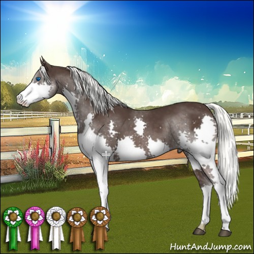 Horse Color:Liver Chestnut Mushroom Splash 