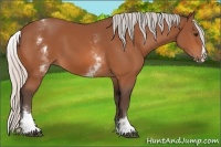 Horse Color:White Spotted Silver Bay Splash 