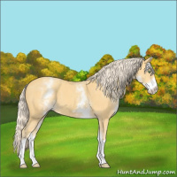 Horse Color:White Spotted Gold Cream Champagne Tobiano 