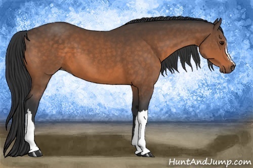 Horse Color:Buckskin 