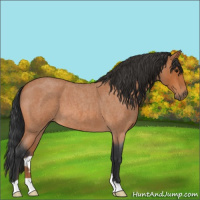 Horse Color:Bay Roan 