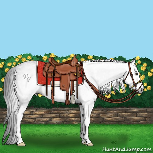 Horse Color:Gray White Spotted Brown 
