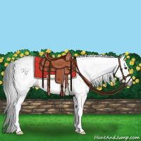 Horse Color:Gray White Spotted Brown