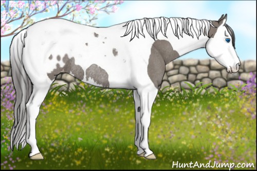 Horse Color:Grullo Splash Tobiano Appaloosa Rabicano