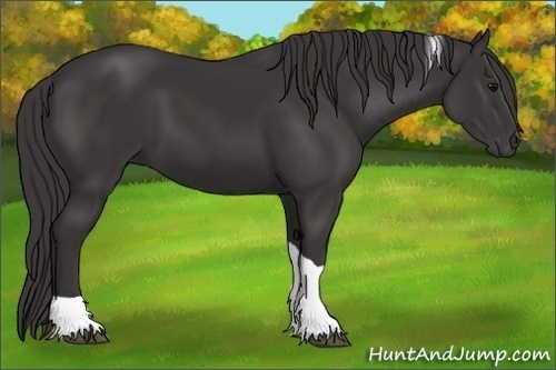 Horse Color:Smoky Black Tobiano 