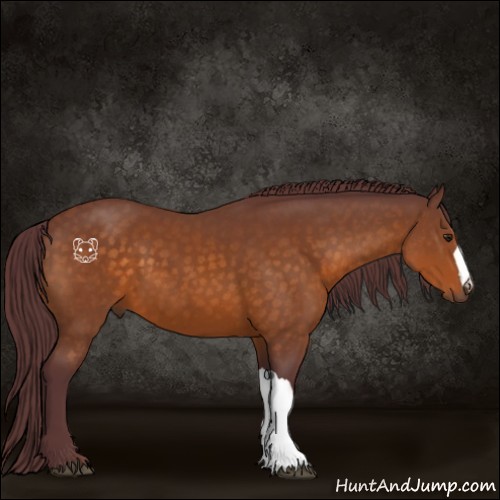 Horse Color:Chocolate Buckskin 
