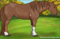Horse Color:Chestnut Tobiano