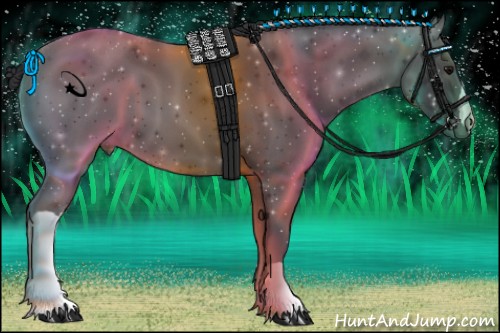 Horse Color:Black 