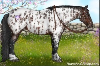 Horse Color:Bay Appaloosa  and Bay Appaloosa 