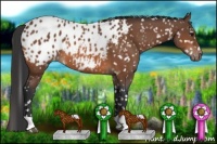 Horse Color:Bay Appaloosa  and Bay Appaloosa 