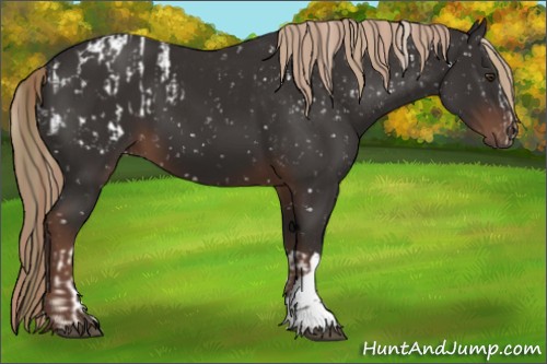 Horse Color:Liver Chestnut Appaloosa  and Liver Chestnut 