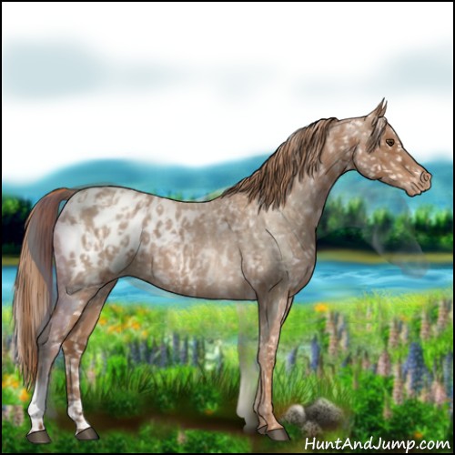 Horse Color:Red Roan Appaloosa  and Red Roan Appaloosa 