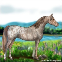 Horse Color:Red Roan Appaloosa  and Red Roan Appaloosa 
