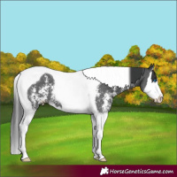 Horse Color:Black Sabino Splash Tobiano