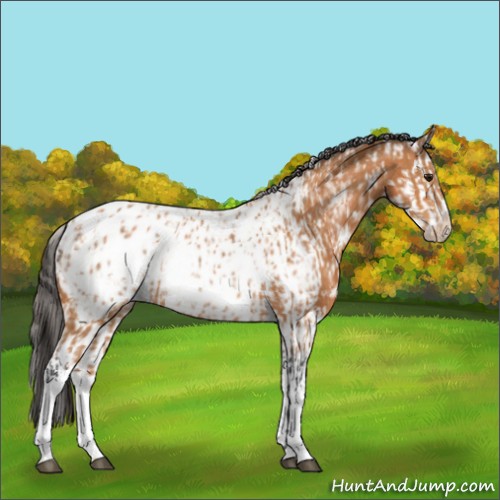 Horse Color:Bay Appaloosa  and Bay Splash Appaloosa 