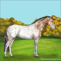 Horse Color:Bay Appaloosa  and Bay Splash Appaloosa 