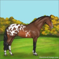 Horse Color:Bay Sabino Appaloosa 