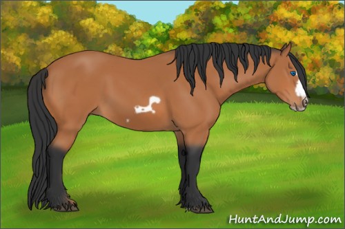 Horse Color:Bay Splash Frame