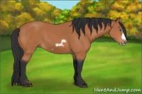 Horse Color:Bay Splash Frame 
