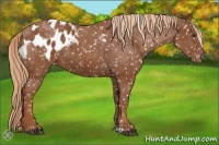 Horse Color:Chestnut Snowflake Varnish  and Chestnut Blanket 