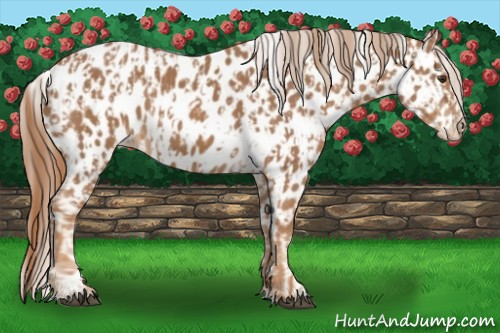 Horse Color:Chestnut Near Leopard  and Chestnut Near Leopard Rabicano 