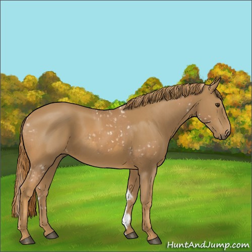 Horse Color:Chestnut Snowflake Varnish and Chestnut
